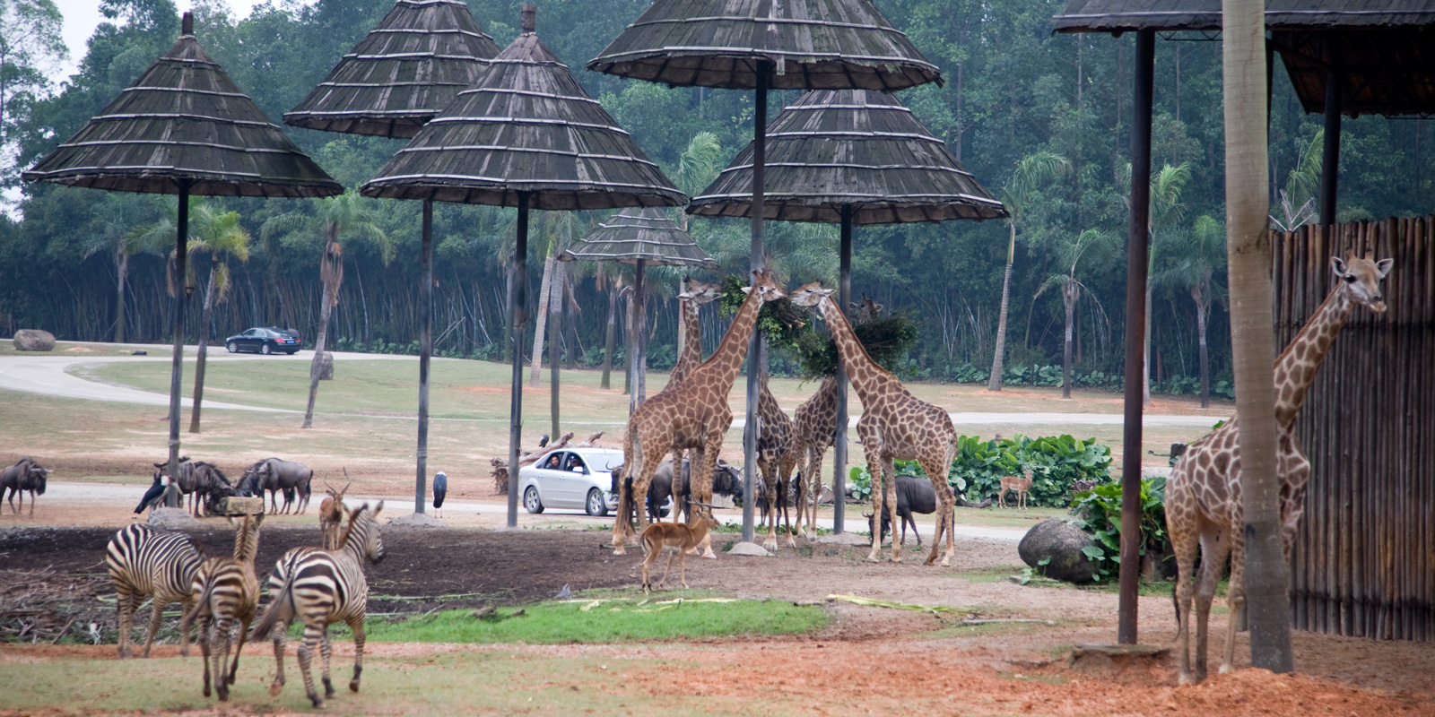 Discovering Wildlife Wonders at Chimelong Safari Park in Guangzhou China