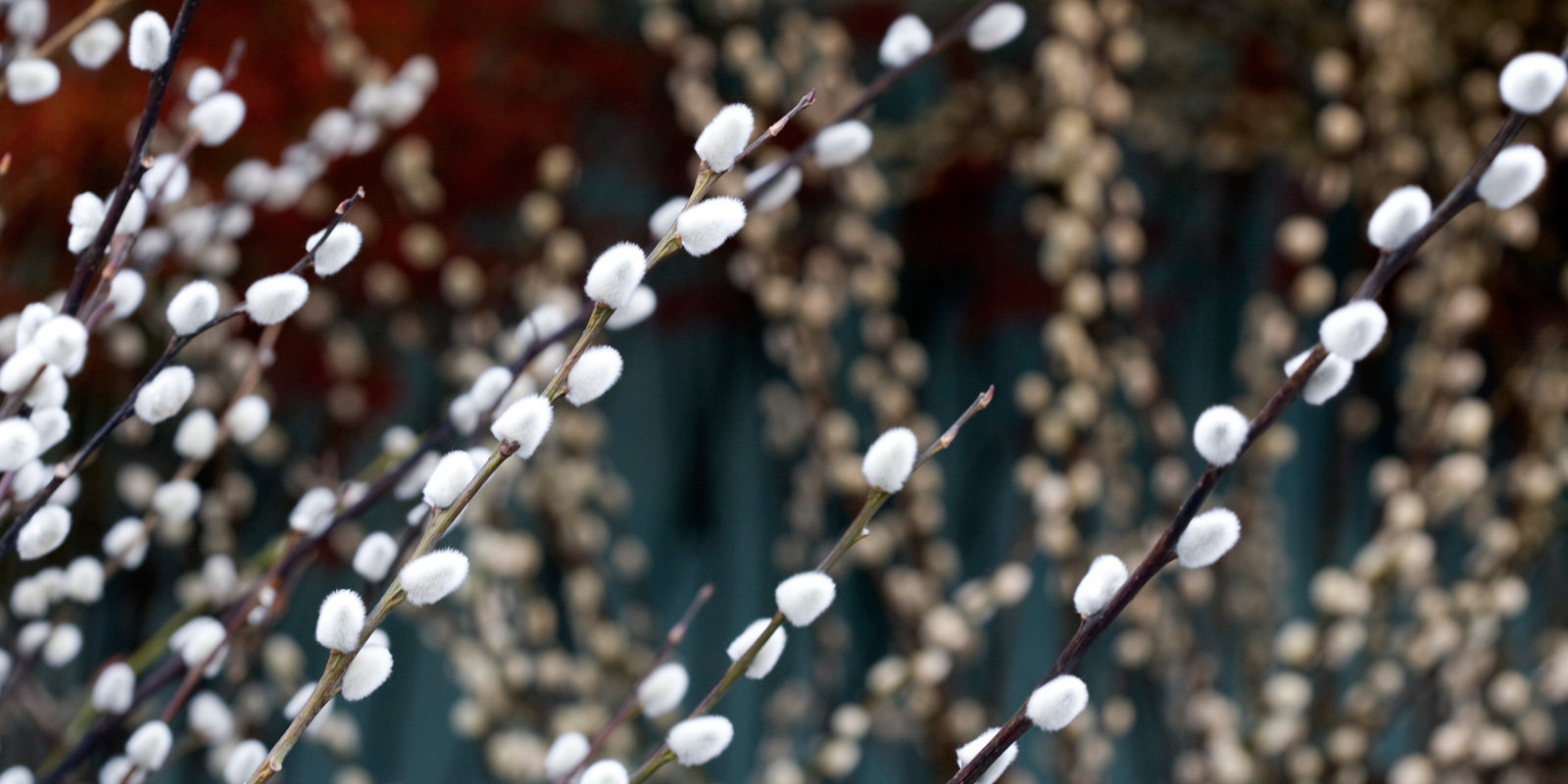 A Garden of Wonders at the Hong Kong Flower Show