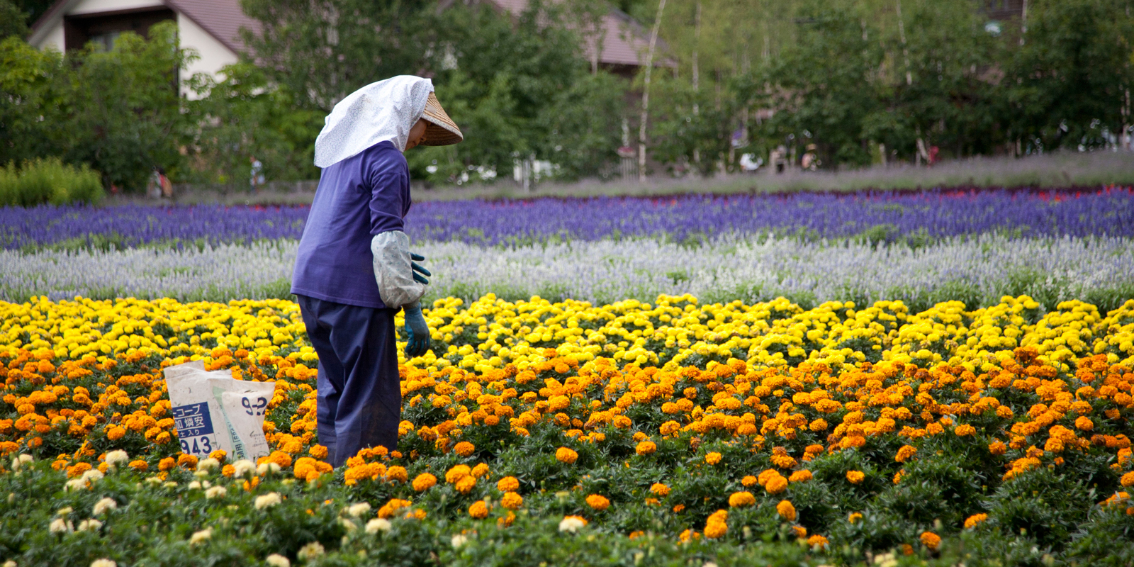 Summer Bliss in Hokkaido: Exploring Cities, Colorful Fields, and Local Brews at Hill of Shikisai Hokkaido in Japan