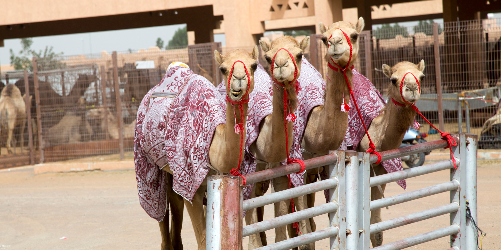 Oasis History, Palaces, and Camelicious Delights in Al Ain UAE
