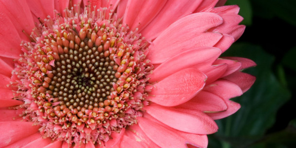 A Bloom of Beauty: Visiting the Hong Kong 2008 Flower Show